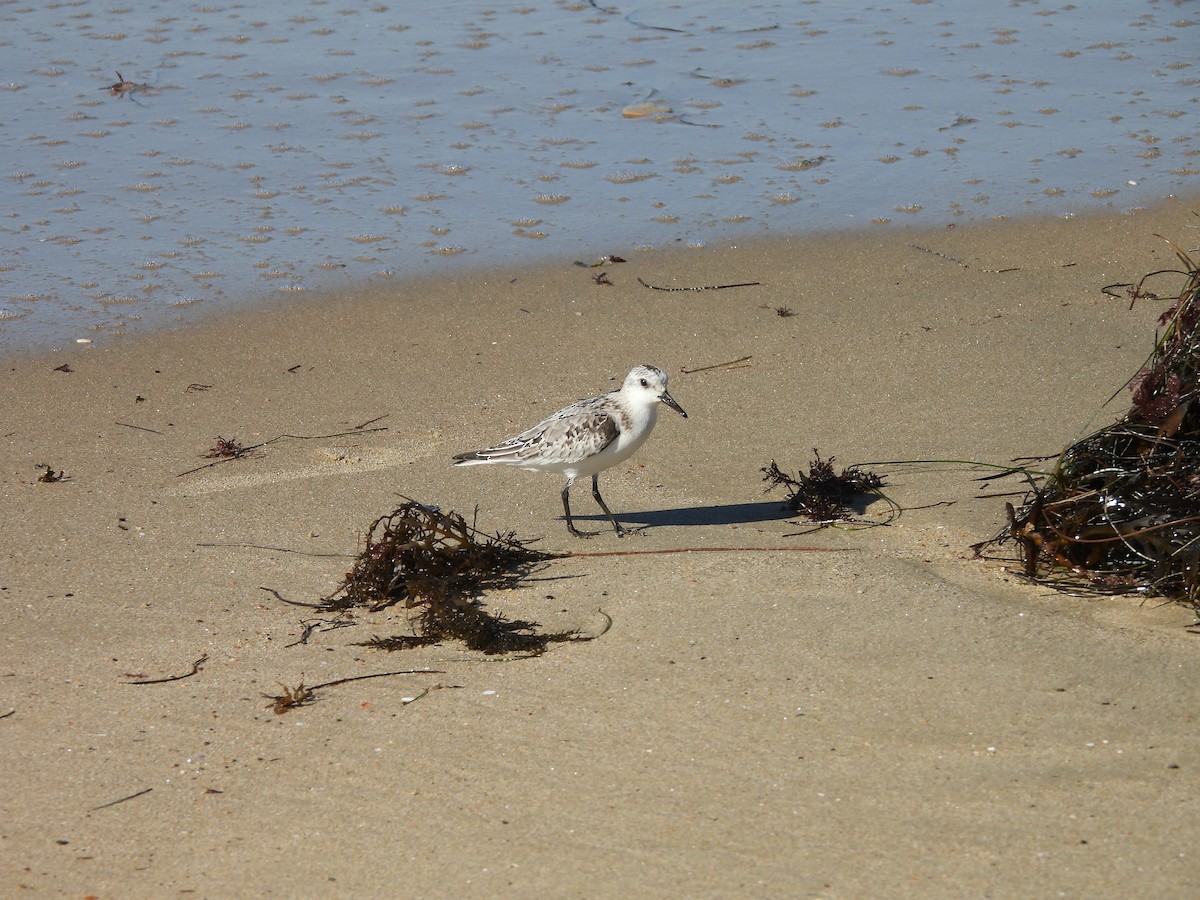 Sanderling - ML644381034