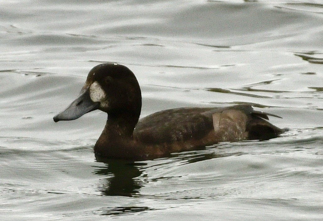 Greater Scaup - ML644381037