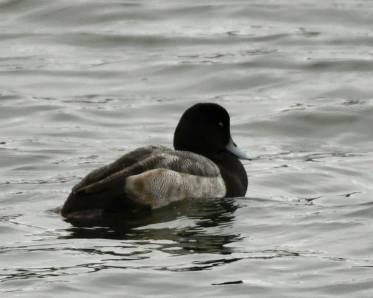 Greater Scaup - ML644381038