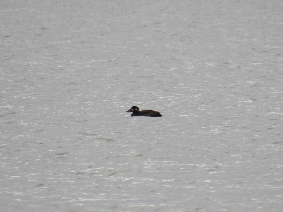 Surf Scoter - ML644381043