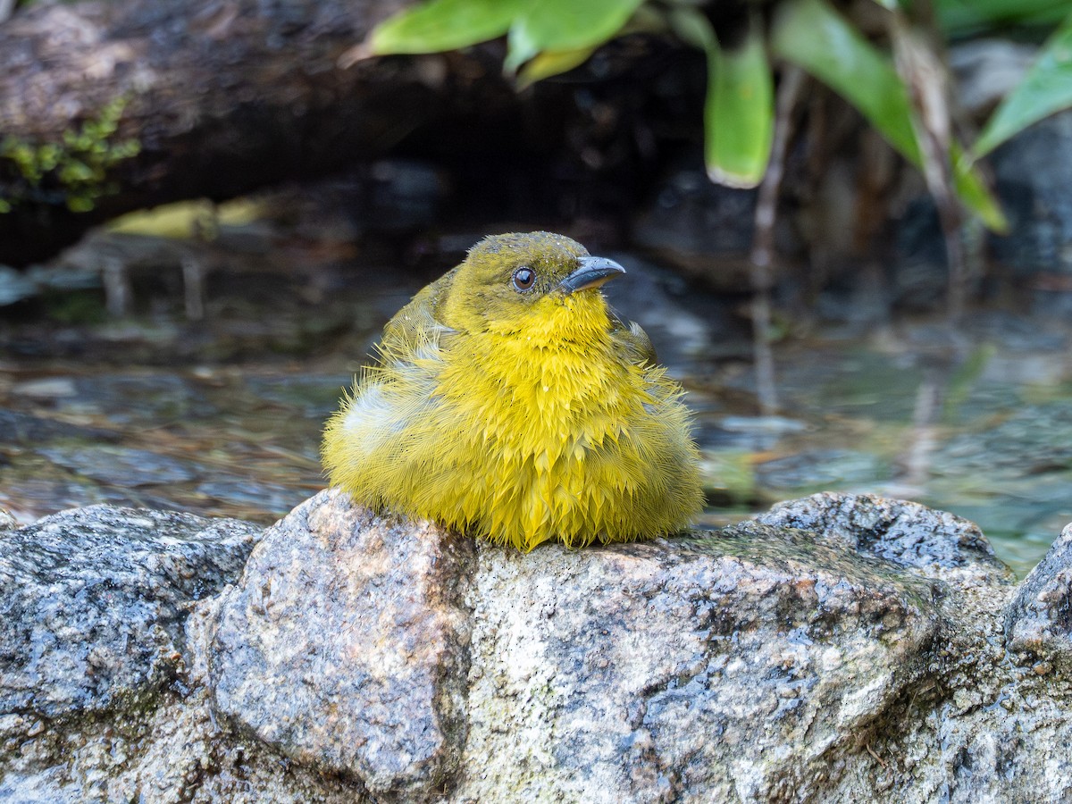 Mitrospin viréon - ML644381045