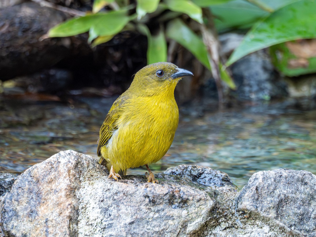 Mitrospin viréon - ML644381046