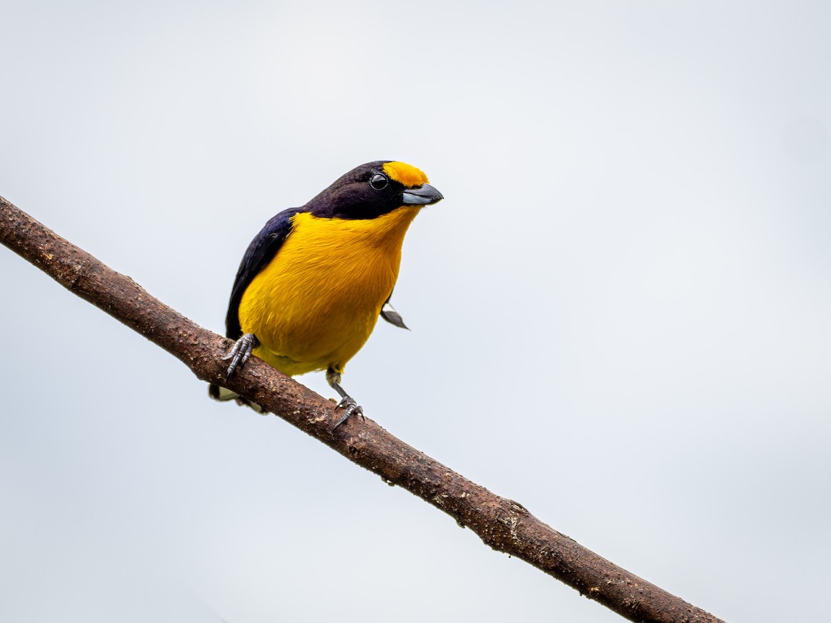 Violaceous Euphonia - ML644381049
