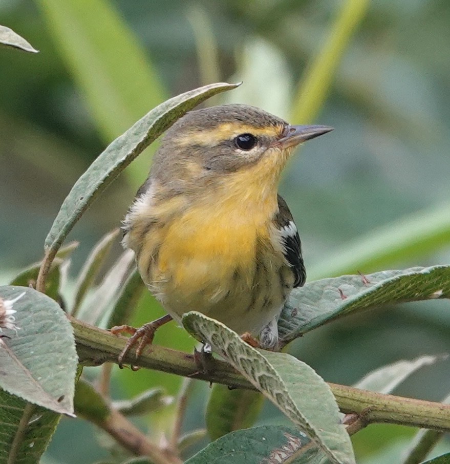 סבכון כתום-גרון - ML644381050