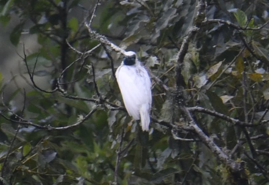 Арапонга голошия - ML644381052