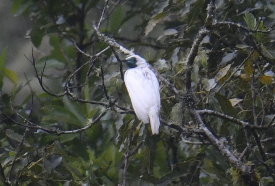 Арапонга голошия - ML644381053