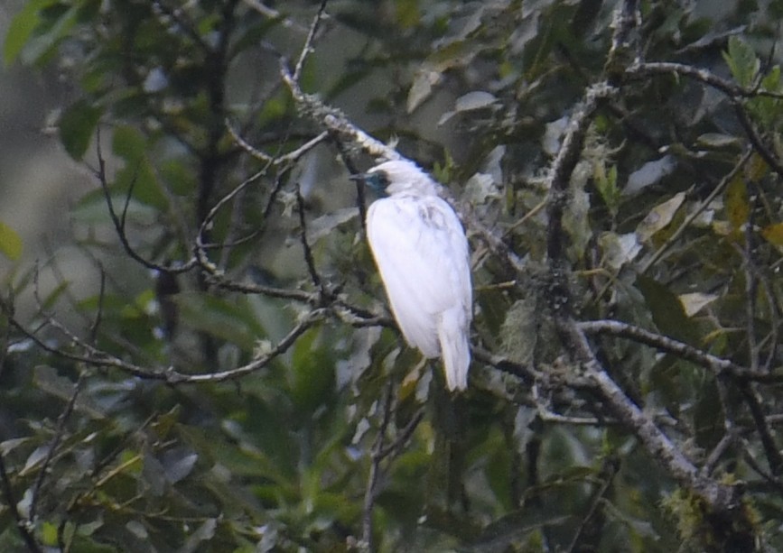 Арапонга голошия - ML644381054