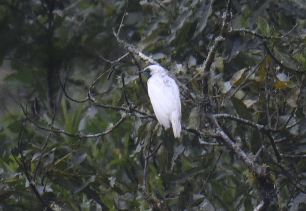 Арапонга голошия - ML644381055