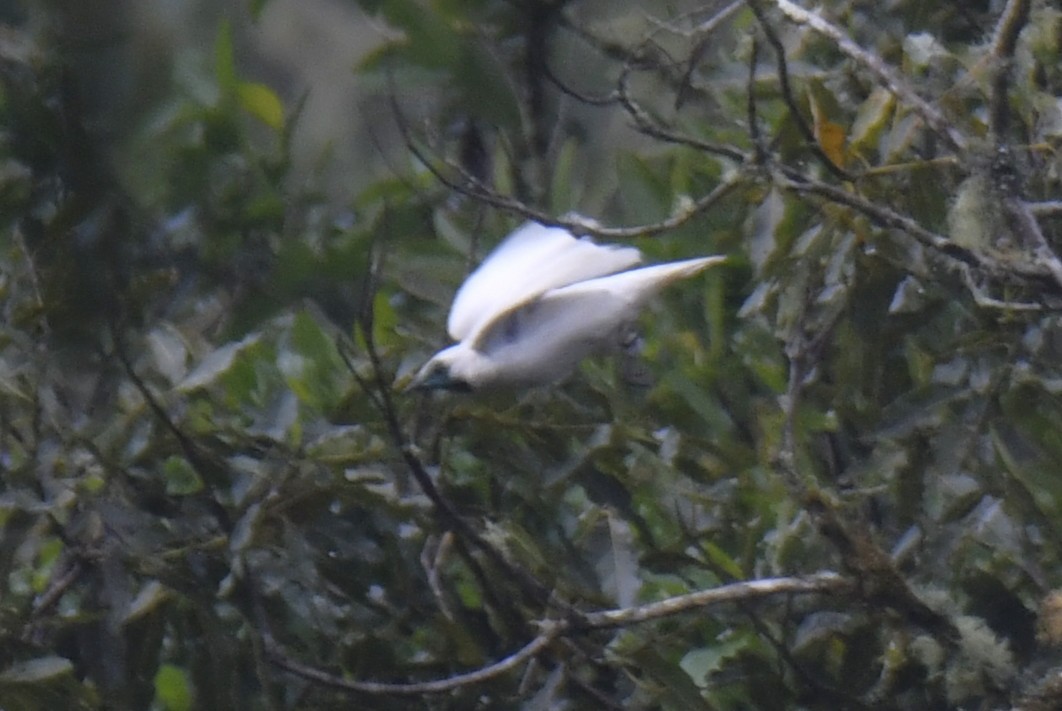 Арапонга голошия - ML644381056