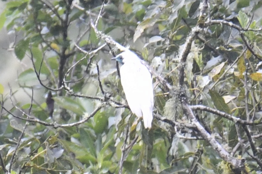 Арапонга голошия - ML644381057