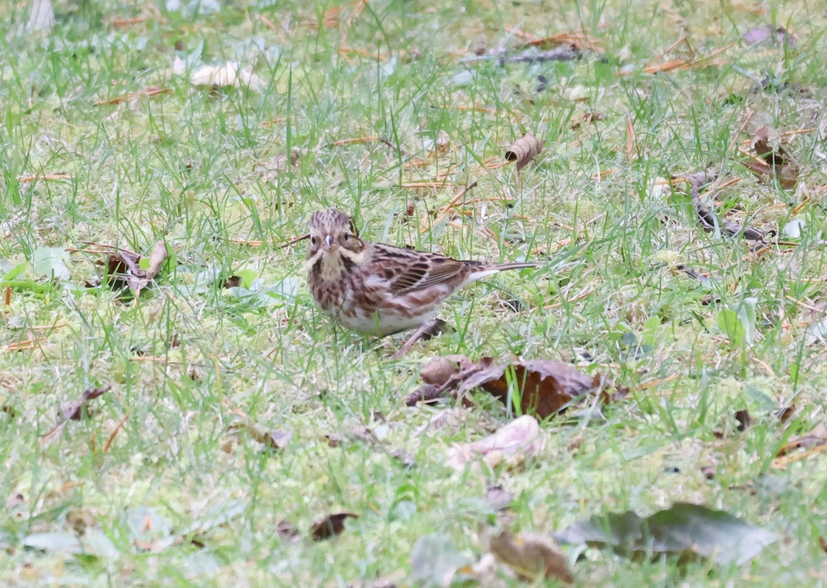 Zigolo boschereccio - ML644381065