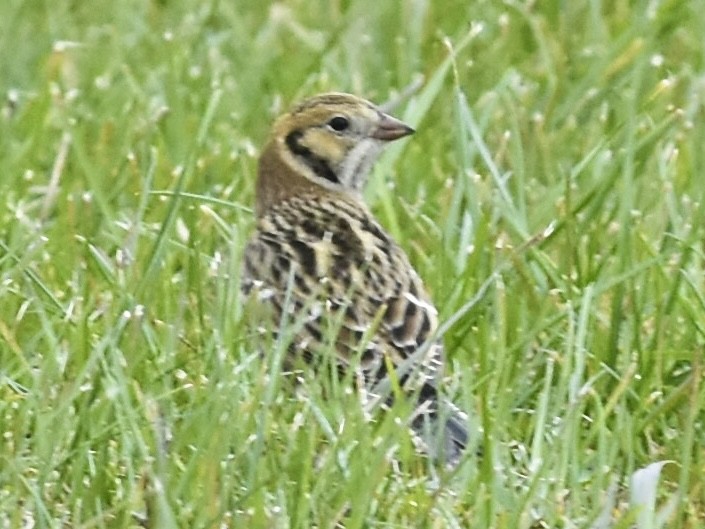 Подорожник лапландський - ML644381104