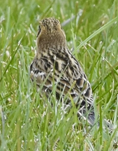 Подорожник лапландський - ML644381105