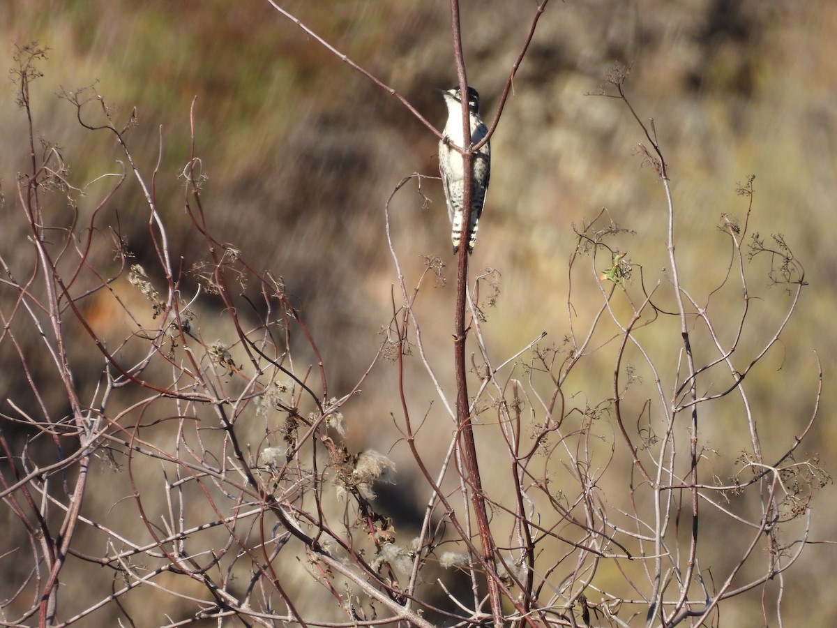 Nuttallspecht - ML644381108