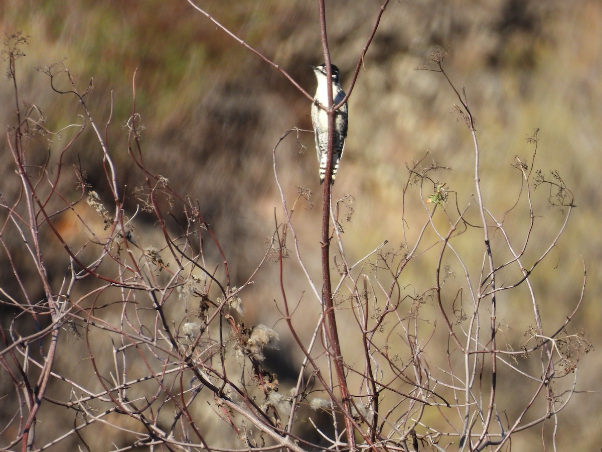 Nuttallspecht - ML644381109