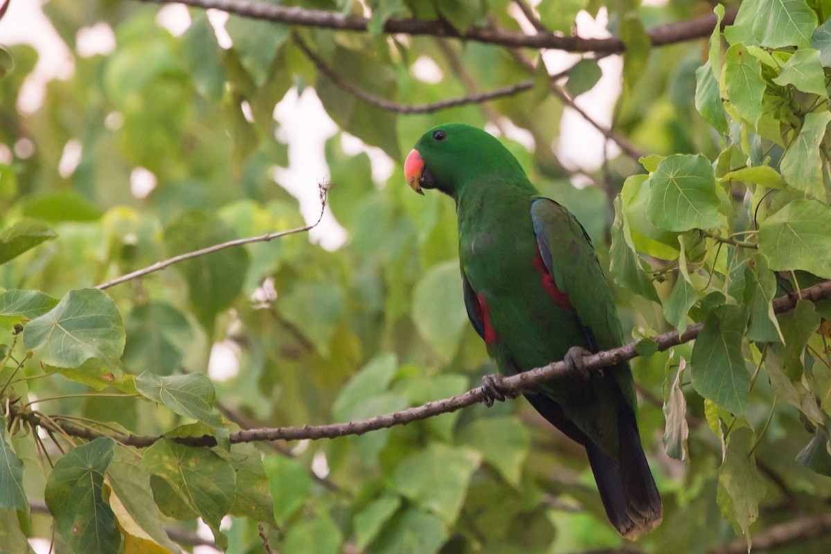 Papuan Eclectus - ML644381112