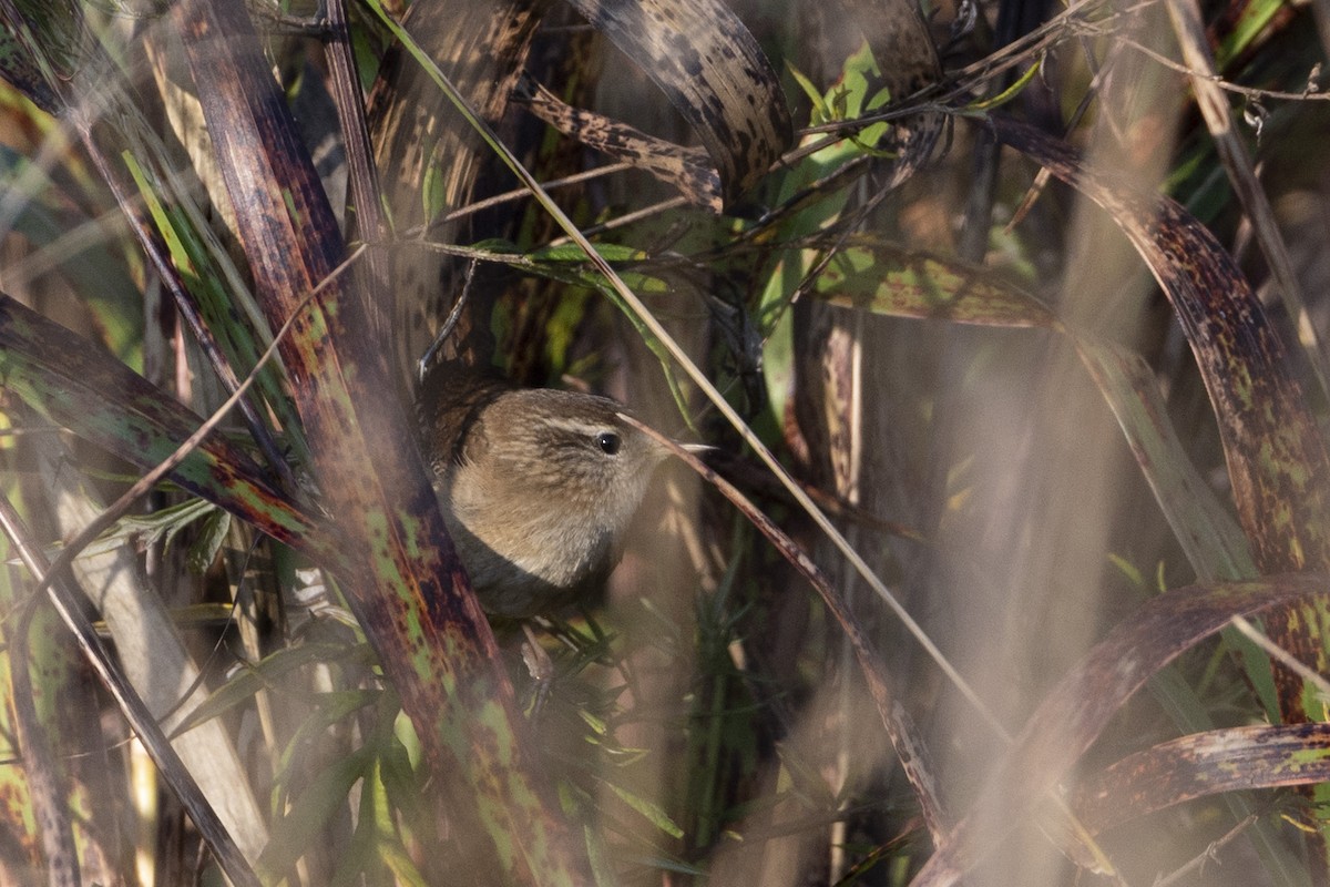 Zaunkönig - ML644381130