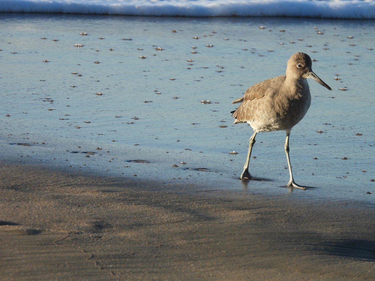 Schlammtreter - ML644381145