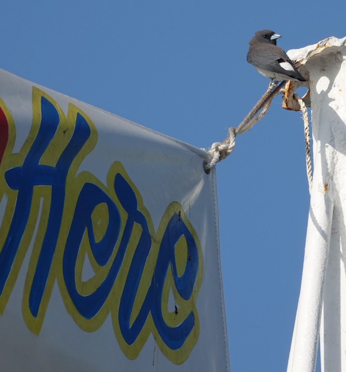 Weißbauch-Schwalbenstar - ML644381183