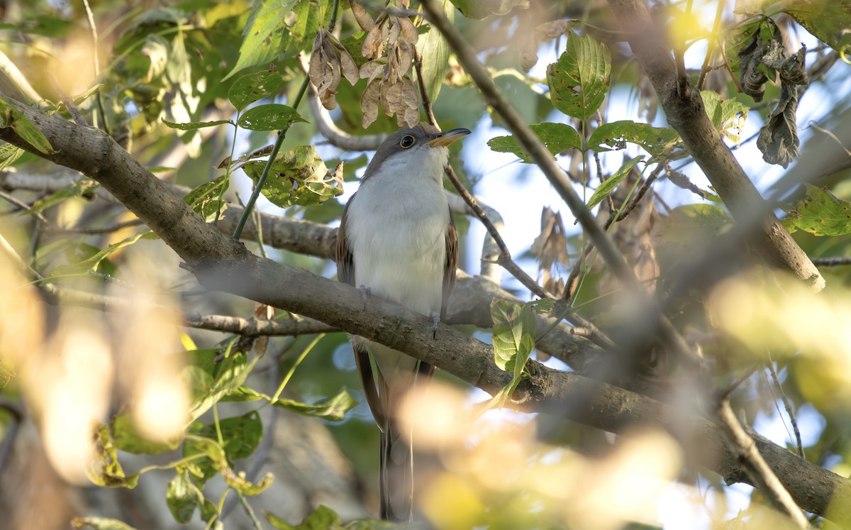 Yellow-billed Cuckoo - ML644381192