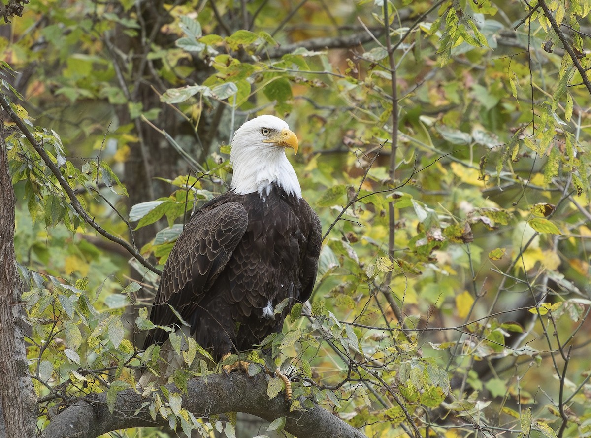 Bald Eagle - ML644381197
