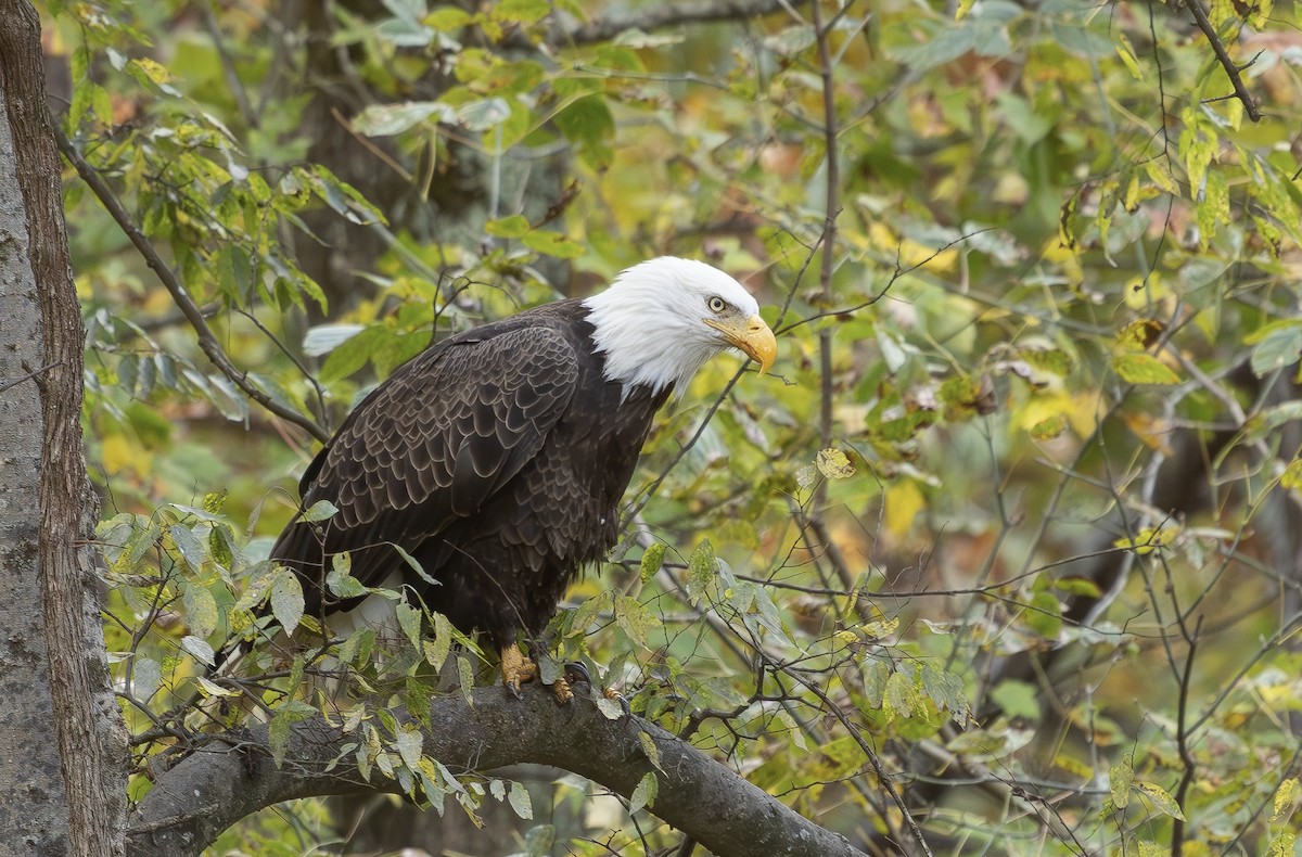 Bald Eagle - ML644381198