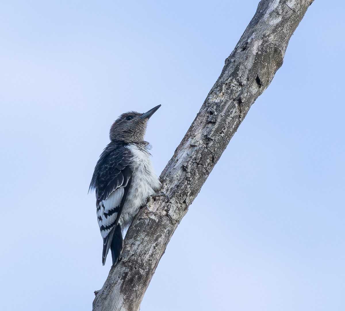 Red-headed Woodpecker - ML644381202