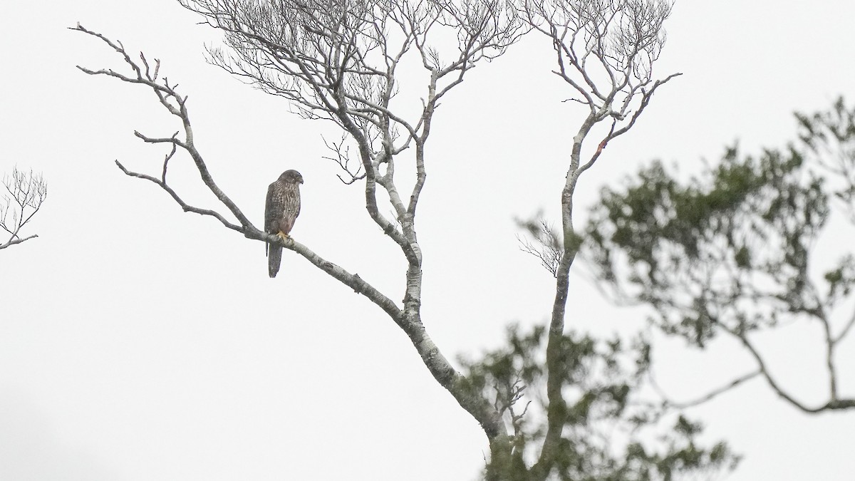 maorifalk - ML644381204