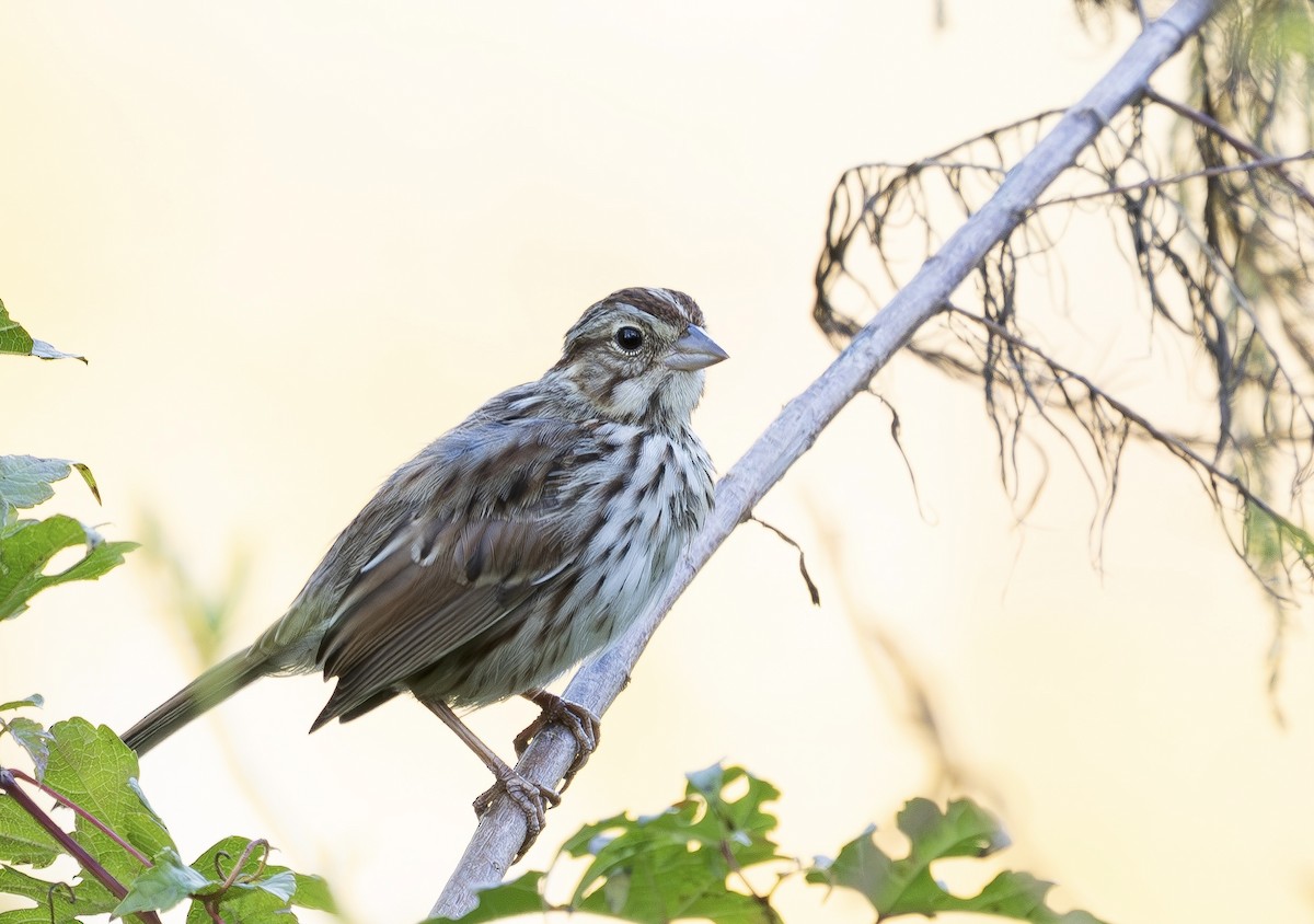 Song Sparrow - ML644381205