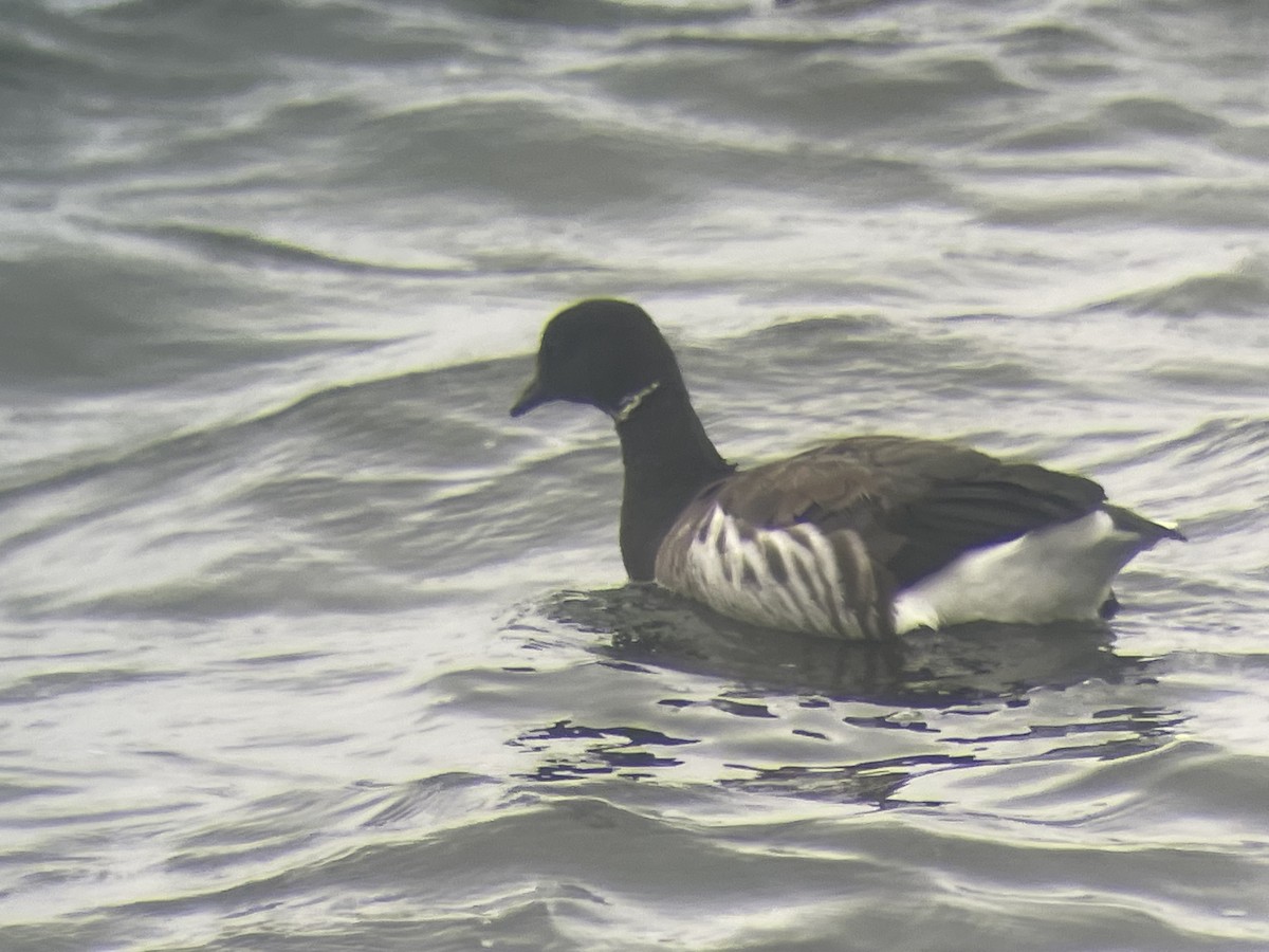 Brant (Pale-bellied) - ML644381241