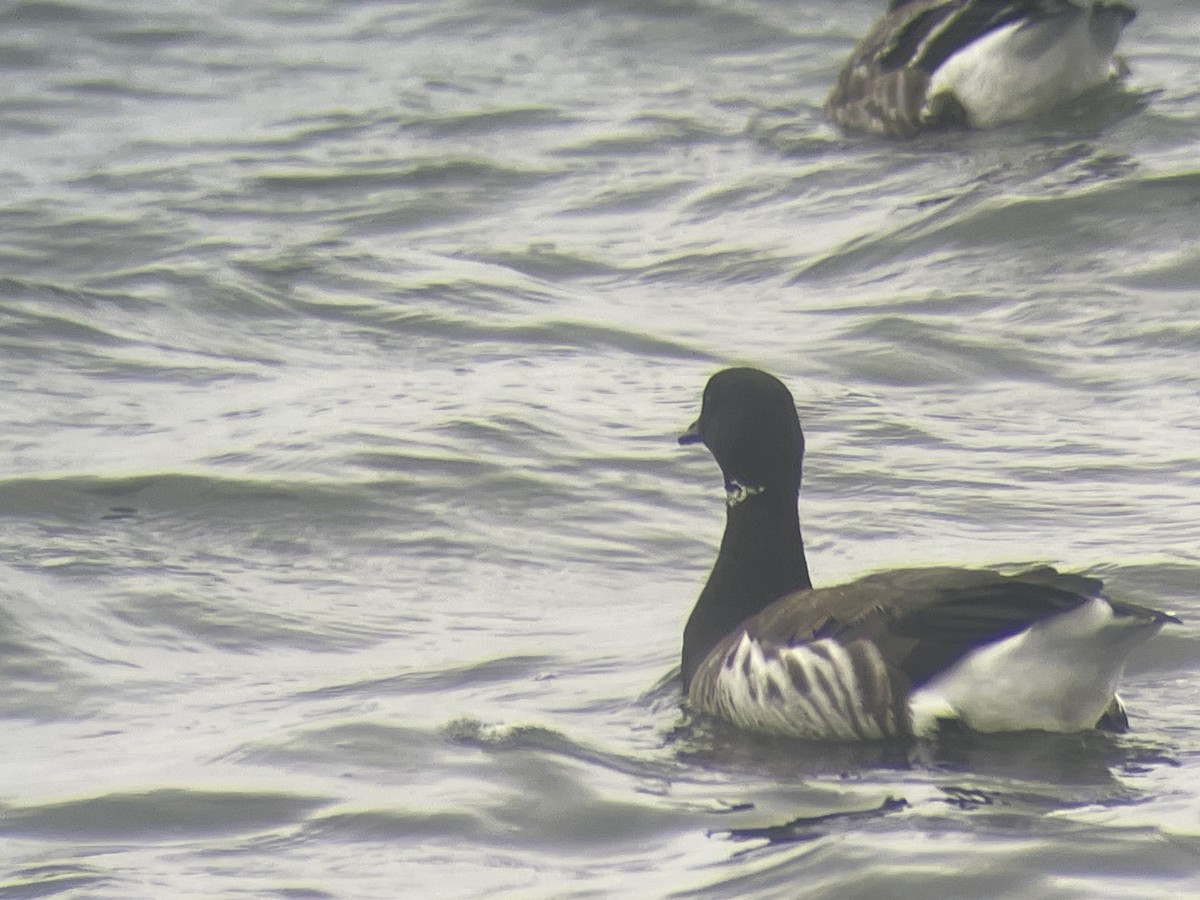 Brant (Pale-bellied) - ML644381242