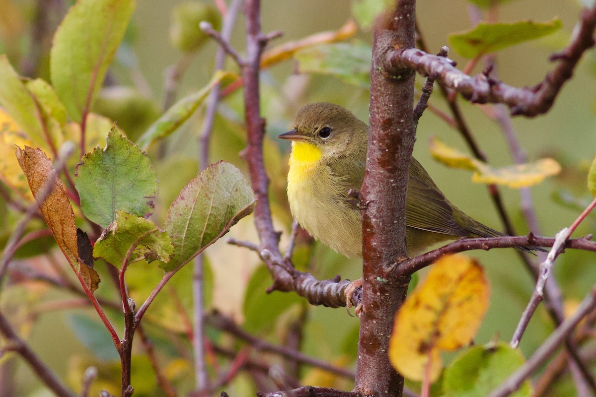 nordgulstrupe - ML644381253