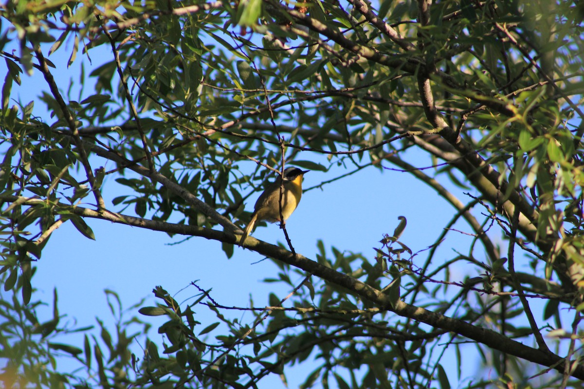 nordgulstrupe - ML644381259