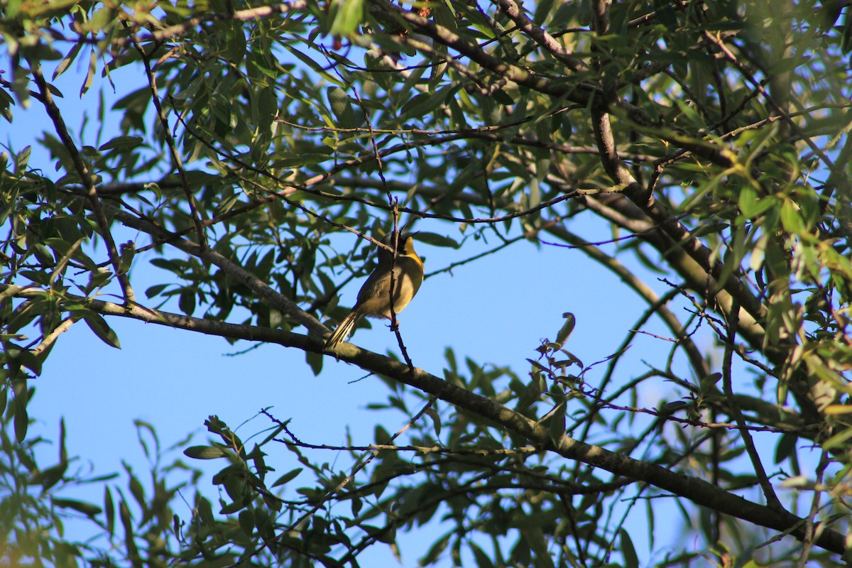 nordgulstrupe - ML644381261