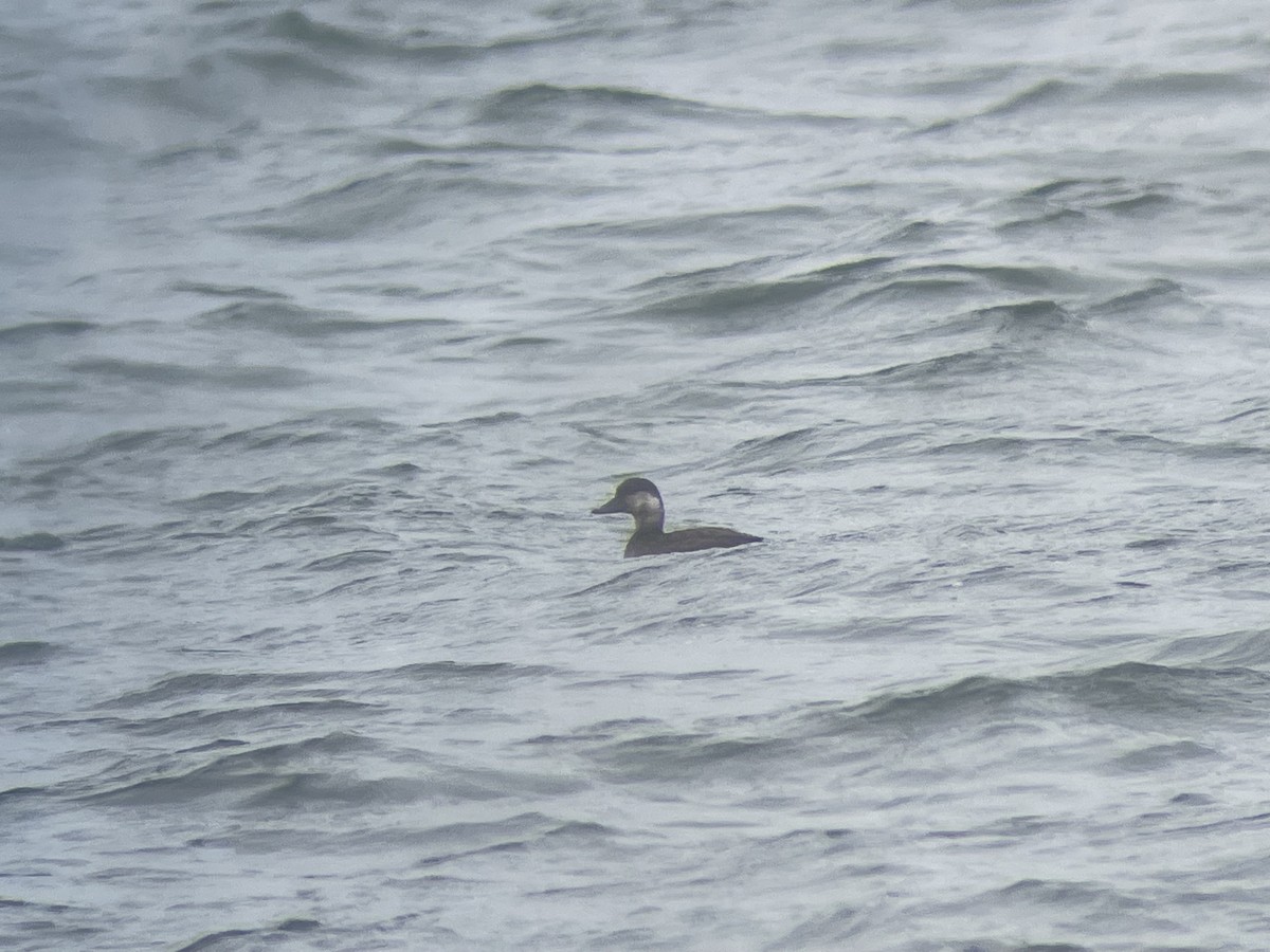 amerikasvartand - ML644381262