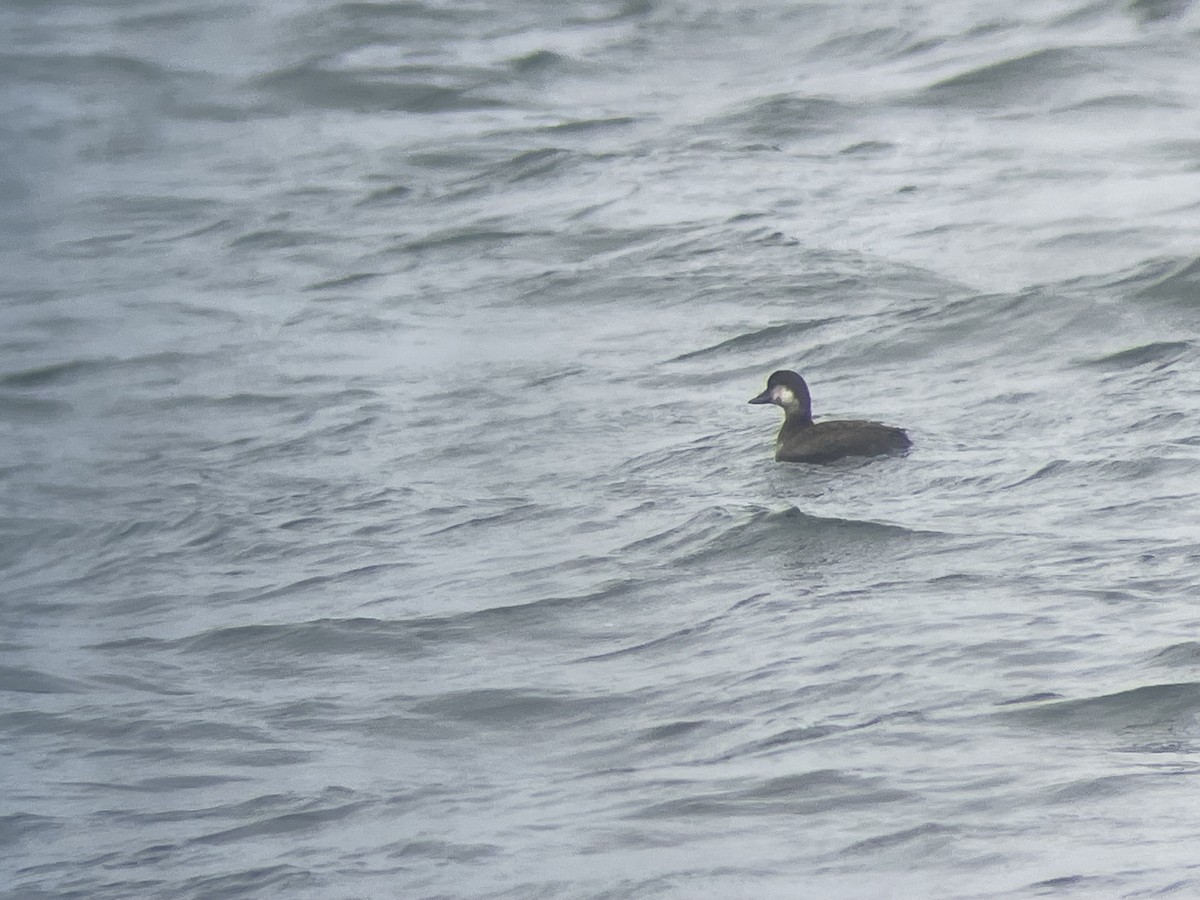 amerikasvartand - ML644381263