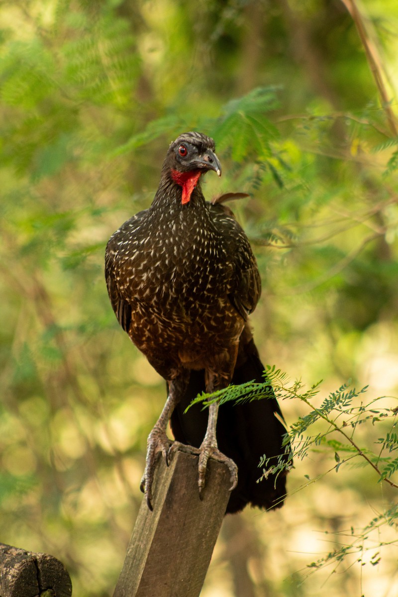Pénélope yacouhou - ML644381296