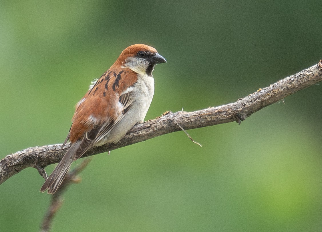 山麻雀 - ML644381297