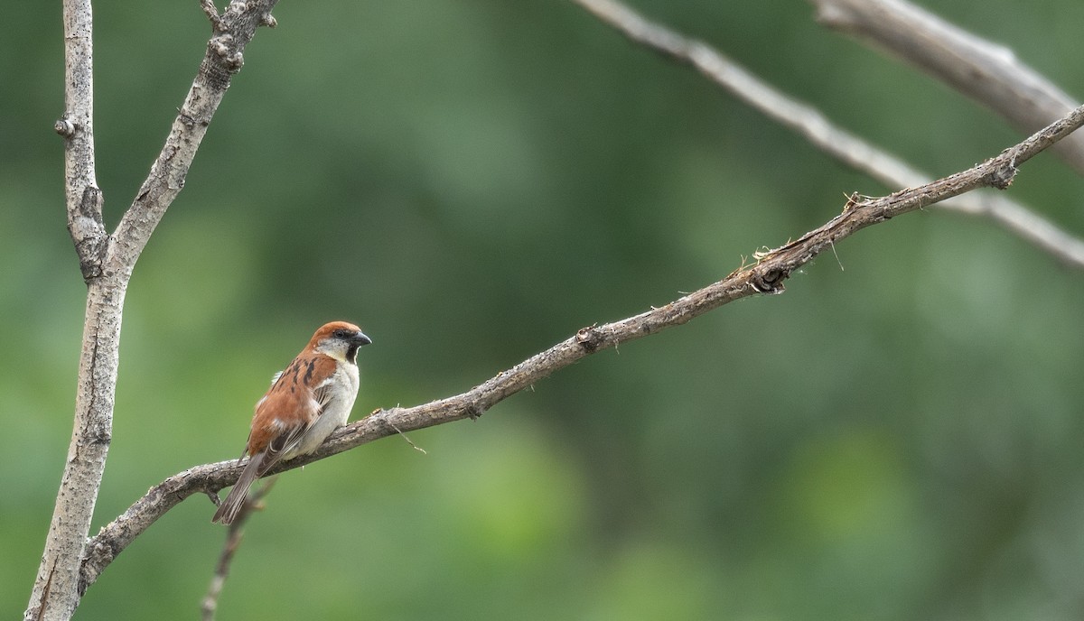 山麻雀 - ML644381298