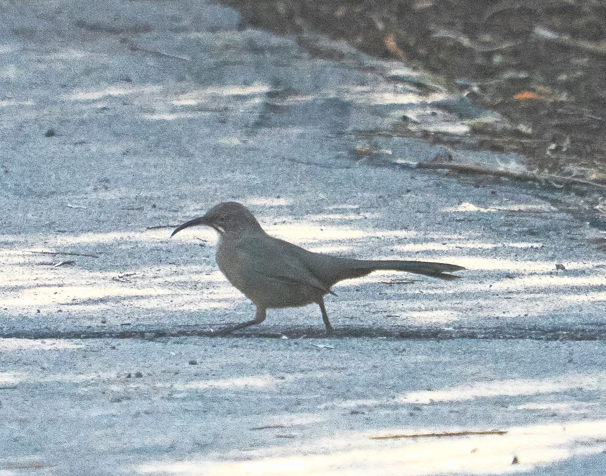 Crissal Thrasher - ML644381300