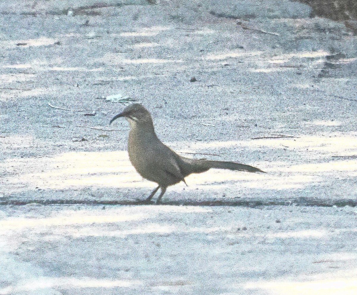 Crissal Thrasher - ML644381303