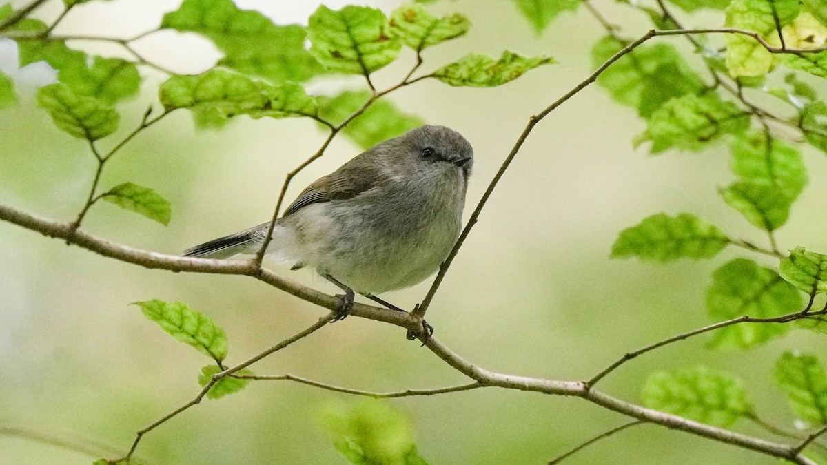 ニュージーランドセンニョムシクイ - ML644381304