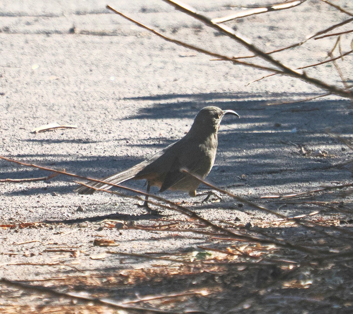 Crissal Thrasher - ML644381312