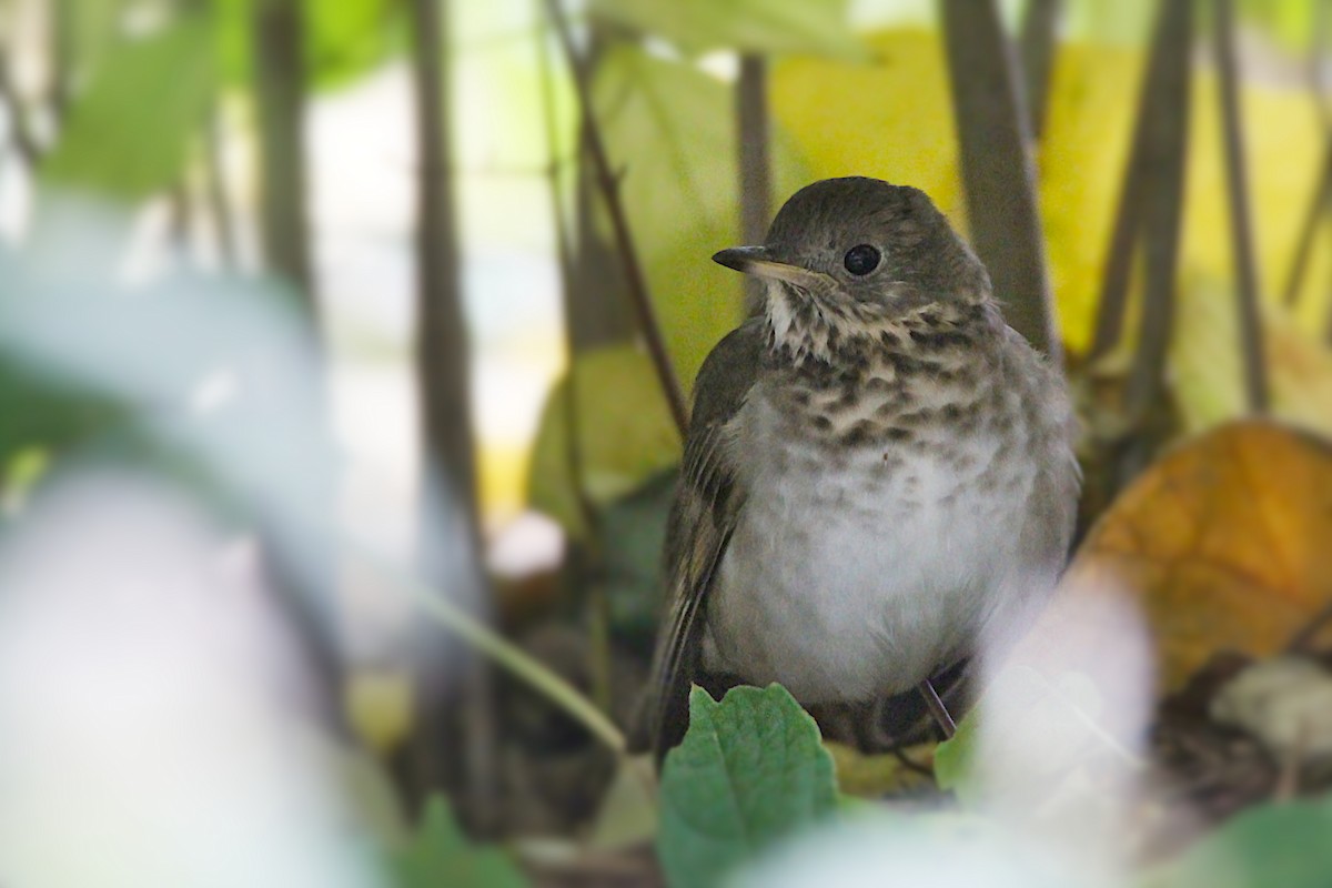 Grive à joues grises - ML644381313