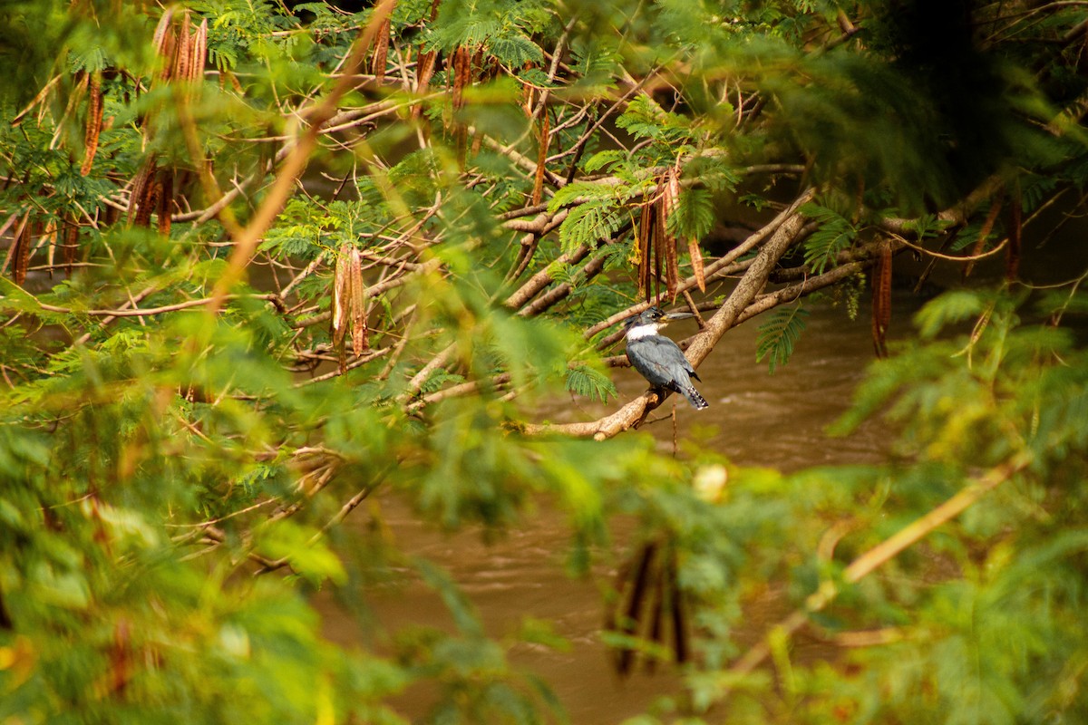 rybařík obojkový - ML644381318