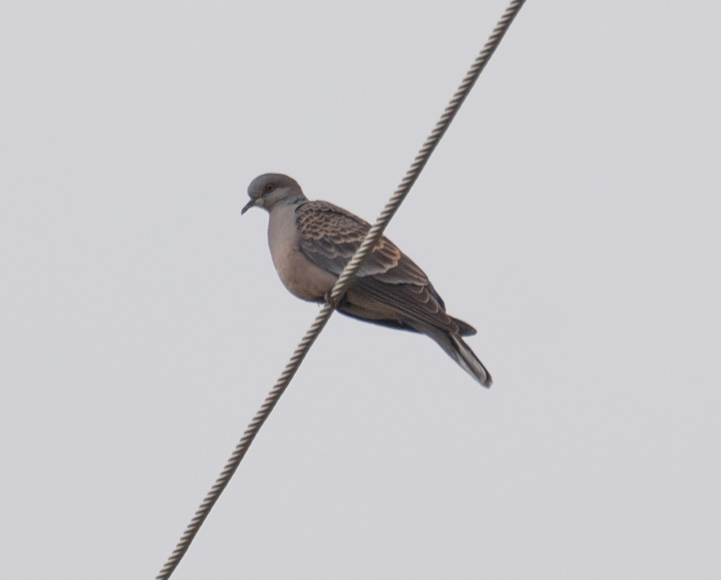 Oriental Turtle-Dove - ML644381321