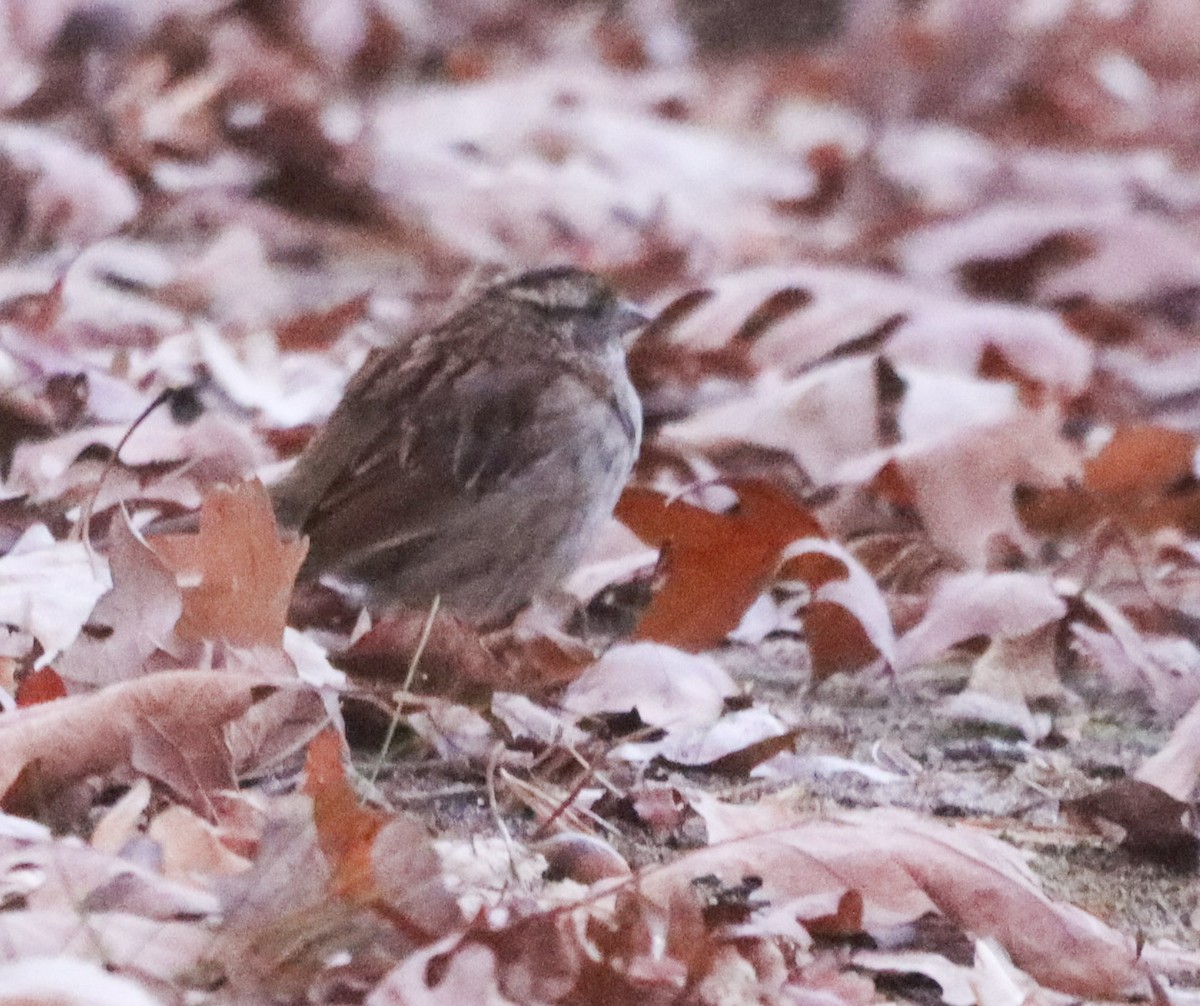 גיבתונית לבנת-גרון - ML644381328