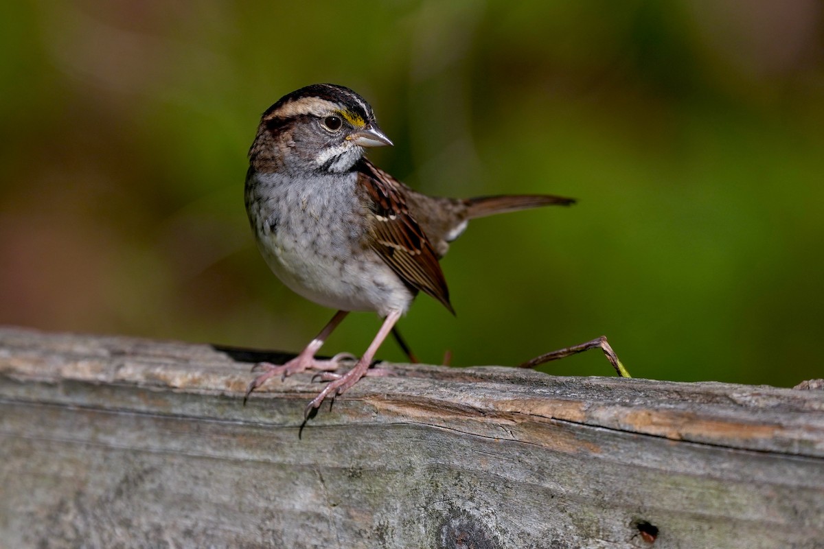 גיבתונית לבנת-גרון - ML644381365