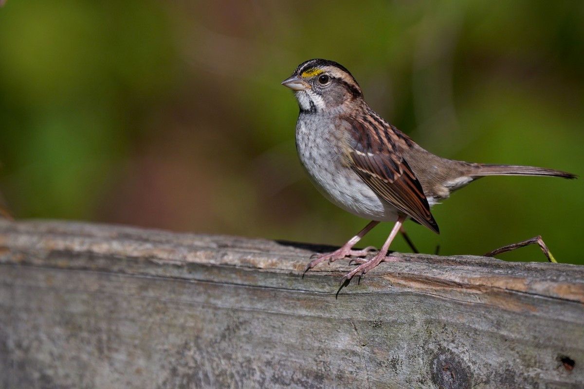 גיבתונית לבנת-גרון - ML644381369