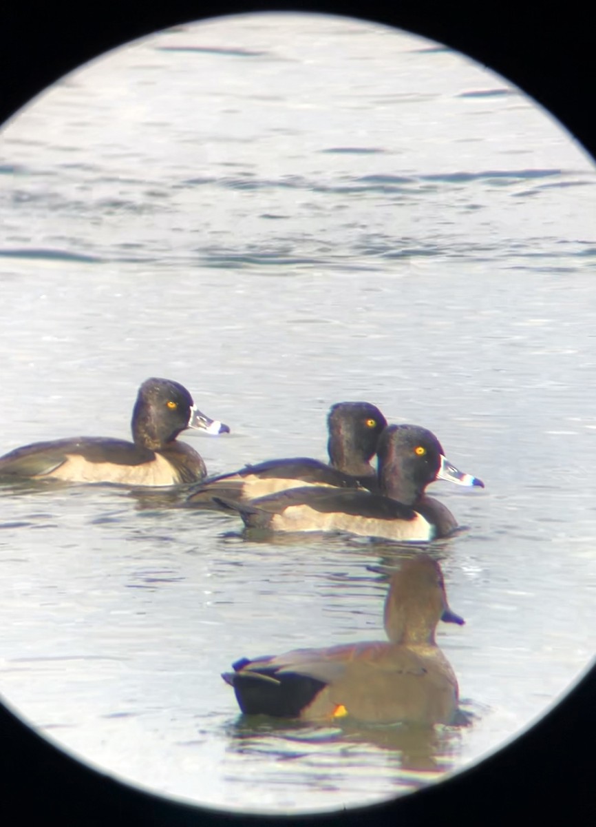 Ring-necked Duck - ML644381375